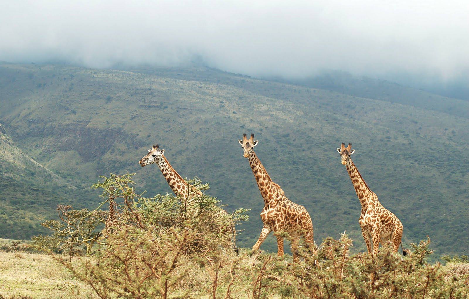 3 Days Tanzania Safari to Tarangire, Ngorongoro Crater and Lake Manyara
