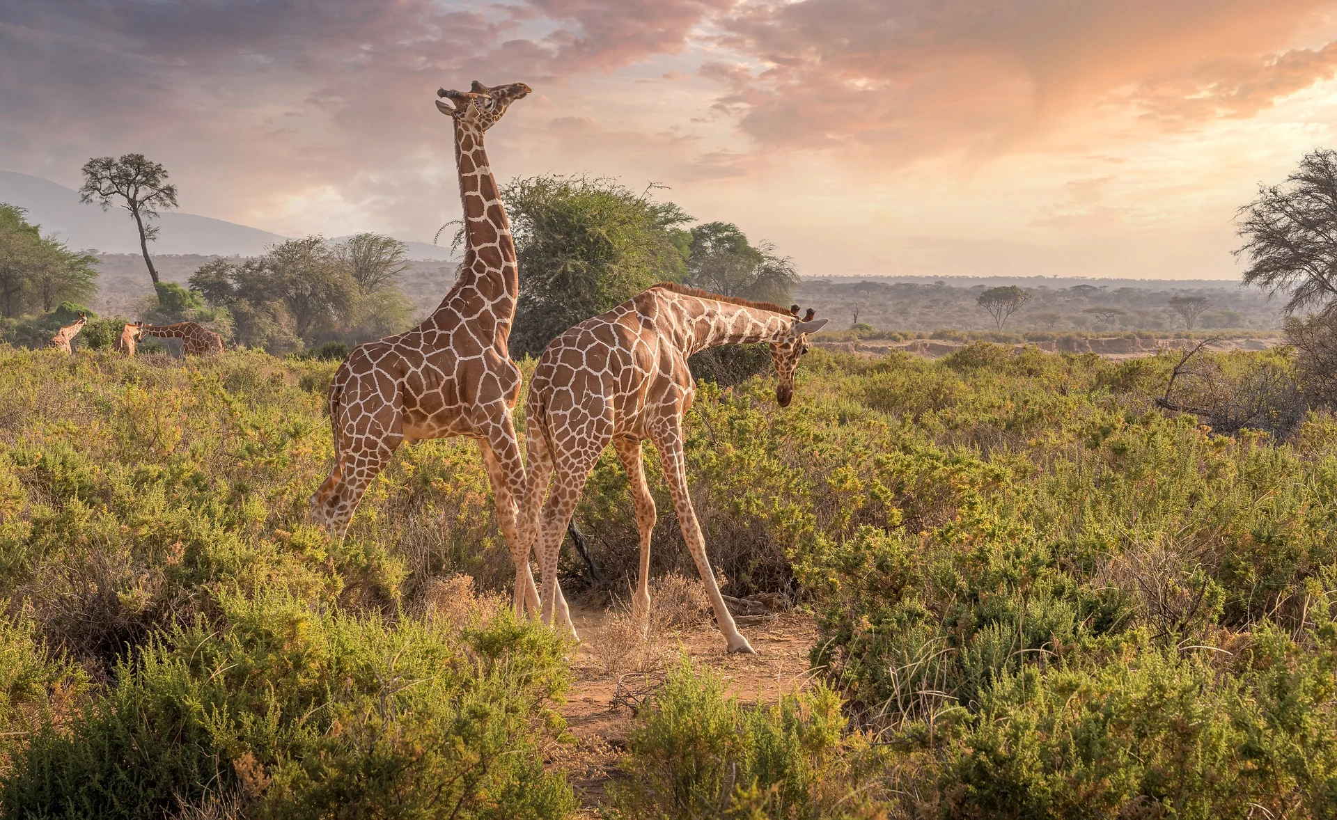 5 Days Tanzania Safari to Tarangire, Serengeti and Ngorongoro Crater