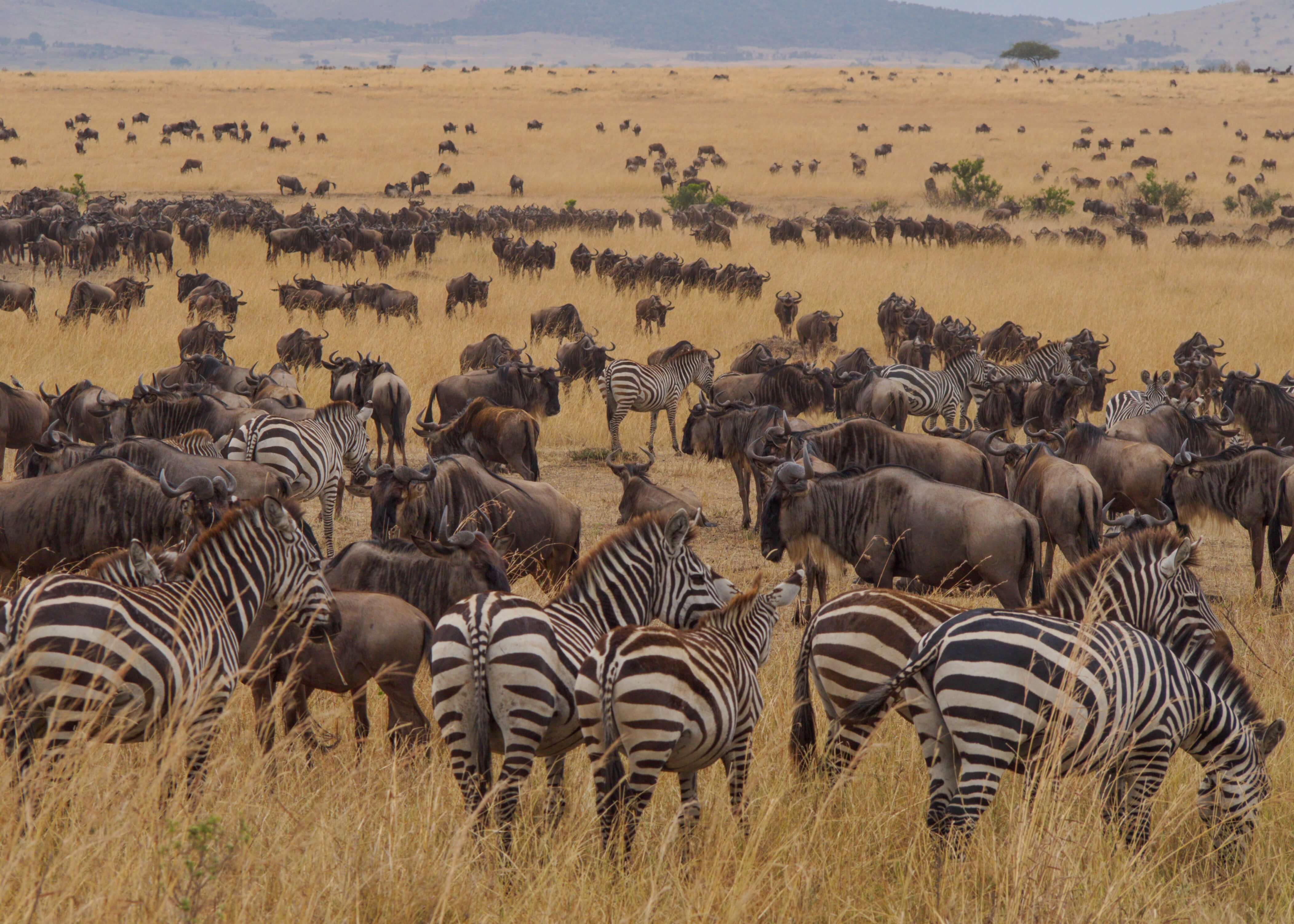 6 Days Tanzania Safari to Tarangire, Serengeti, Ngorongoro Crater and Lake Manyara
