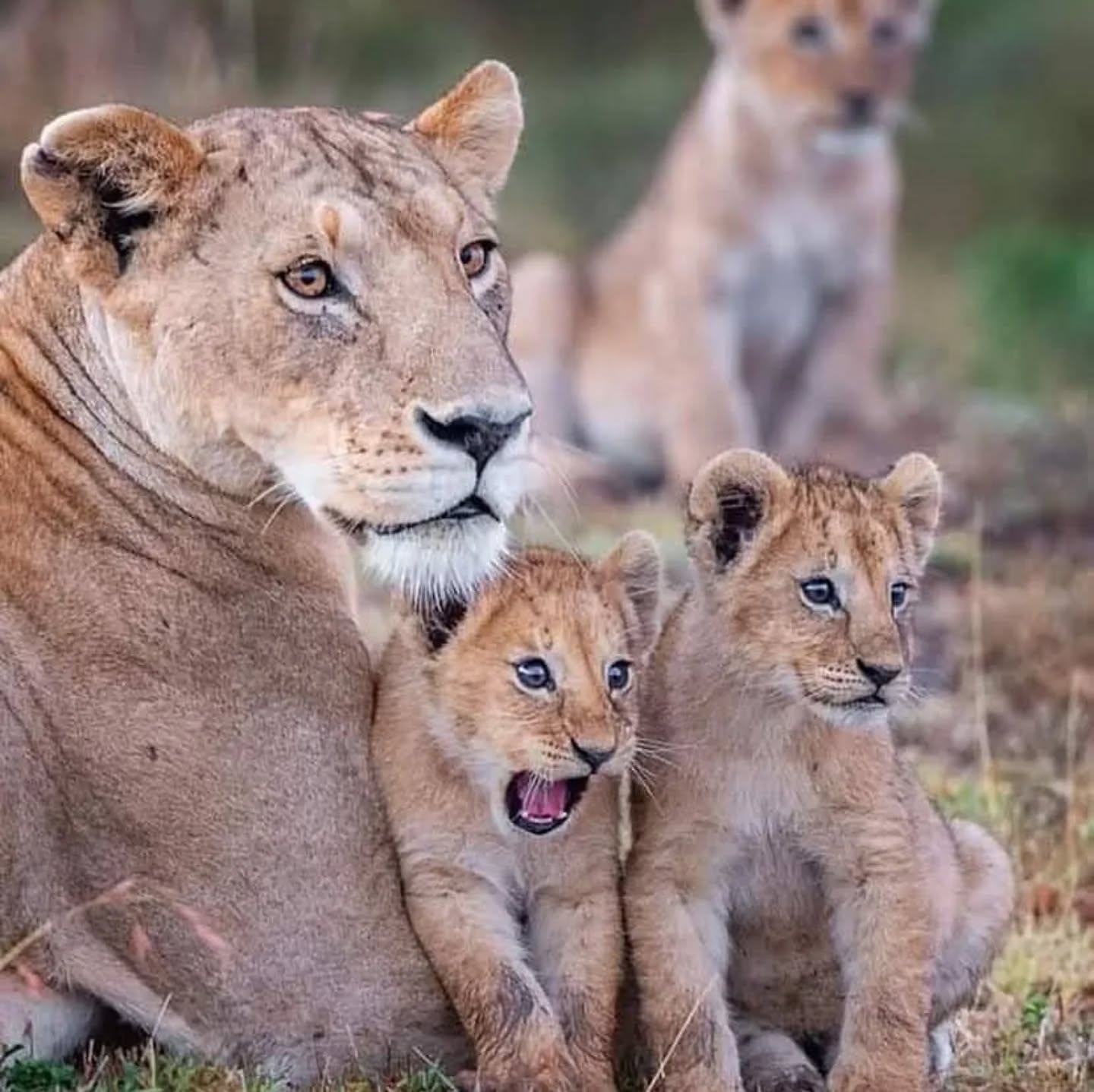 Tanzania Safari Tours